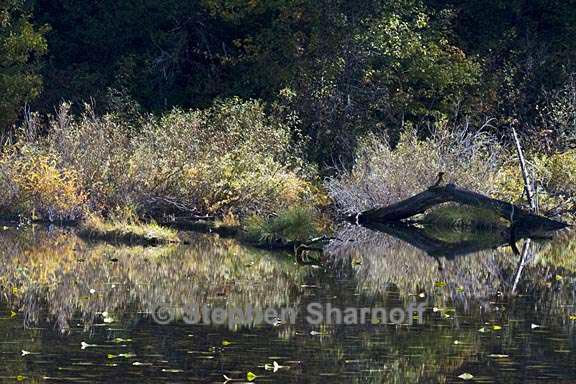 pond reflections oregon 1 graphic